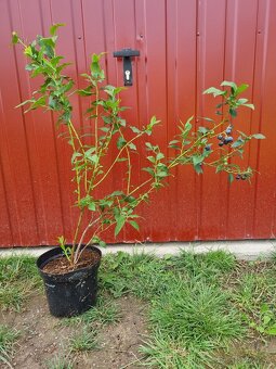 Čučoriedky kanadské sadenice - 2