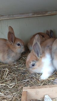 Zakrslý králik - 2