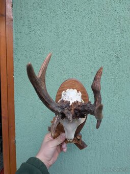 Zhody,parohy,parožie, trofej - 2