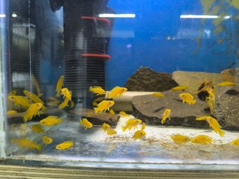 Neolamprologus Leleupi yellow - 2