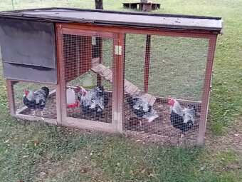 Prenosná voliéra s kurínom - 2