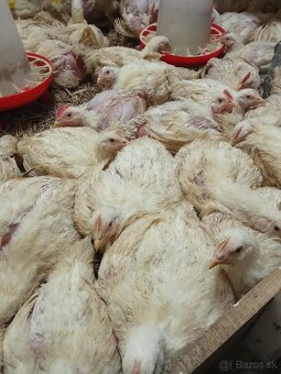 Predaj brojlerovych kurčiat - 2