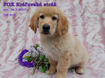 HOVAWART - plavé šteniatka s PP FCI - 2