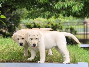 Labrador s PP - 2