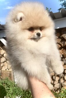 Pomeranian s Pp FCI - 2