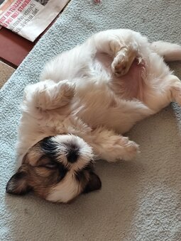 shi tzu, šicu, shitzu - 2