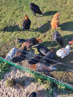 Marans Medenokrka kohút 17 tyzdnovy - 2