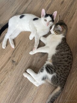 Mačiatka hladajú domov, spolu či samostatne, Bratislava - 2