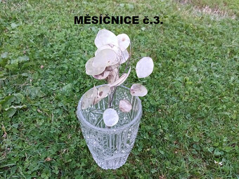 Sušené kvety - MĚSÍČNICE. - 2