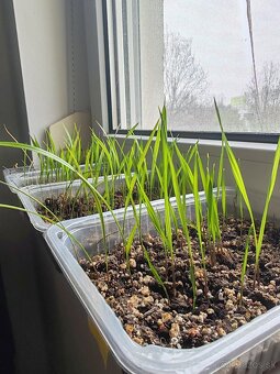 Palma Trachycarpus Fortunei - sadenice - 2