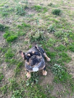 Francúzsky buldoček - 2