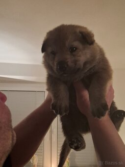 Československý vlčiak - 2