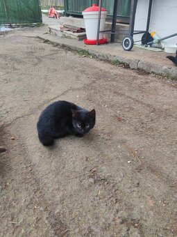 Darujeme mačiatka - 2