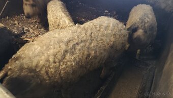 Mangalica, prasa , ošipaná. - 2