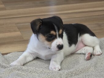 Jack russel teriér - 2