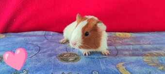 Morské prasiatka, morčatá 🐹 - 2