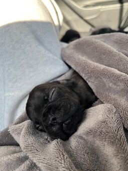 Francúzsky buldocek - 2