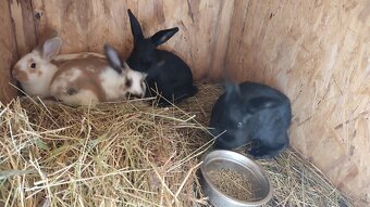 Predám králiky - 2