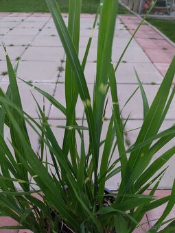 Ozdobnica čínska - 2