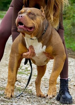 American bully krytie - 2