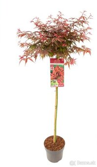 Acer palmatum - Javor japonský - Shaina na kmienku - 2