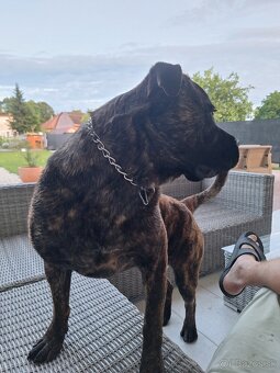 Cane corso - 2