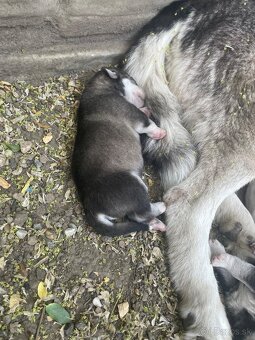 Sibirsky Husky - 2