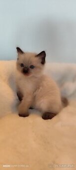 Ragdoll mačiatka - 2