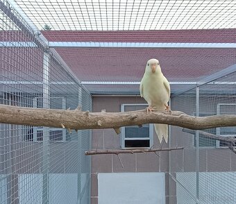 Kakarik č.č - 2