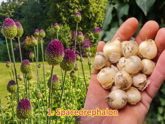 Okrasný cesnak 13 druhov od 0.15€ - 2