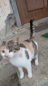 Darujem mačiatka - 2