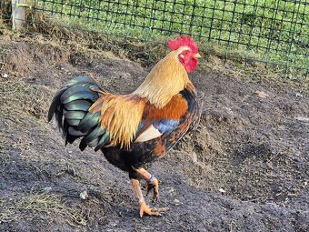 Zdrobnela velsumka - 2