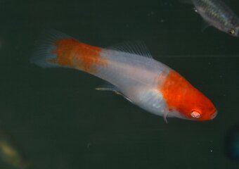 Spoločenské rybky - 2