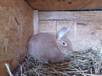 Burgundsky kralik - 2