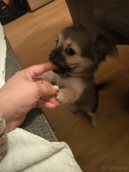 Čivava dlhosrsta fenka - 2