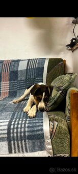 Jack russel terier - 2
