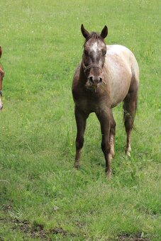 Appaloosa valach 2023 - 2