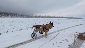 Invalidný vozík pre psíka WalkinPets - 2