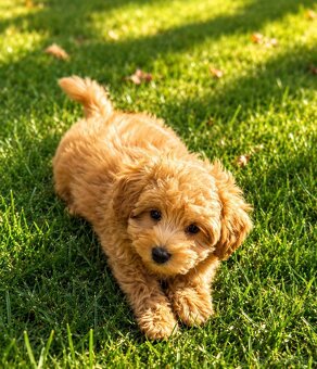Maltipoo - 2