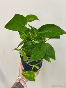 Epipremnum aureum ‚Hicolor‘ - 2
