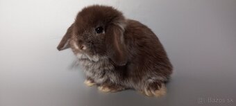 Mini Lop - 2
