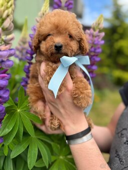 Toy poodle / Toy pudel - 2