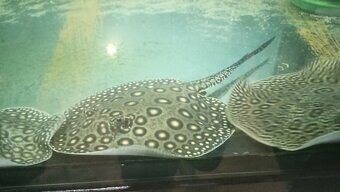 potamotrygon+Pangasius sanitwongsei - 2