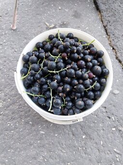 Domáce čierne ríbezle a maliny. - 2