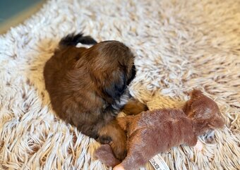 Shih-Tzu štěňatka (shi tzu, si-tzu, shitzu, si-cu) - 2