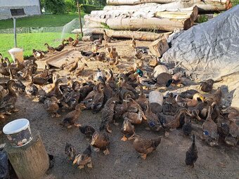 Ruánska kačica - 2