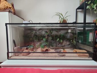 Veľké zariadené terárum pre gekončíka (120 x 50 x 50cm ) - 2