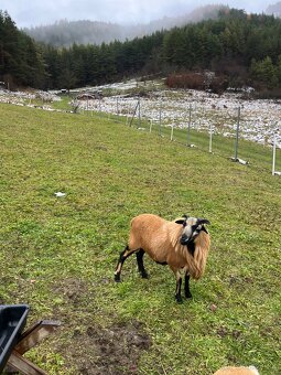 Kamerunský baran - 2