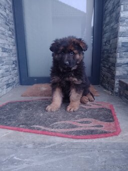 Nemecký ovčiak šteniatka - 2