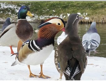 Okrasne kačky - kačice - kačičky - 2